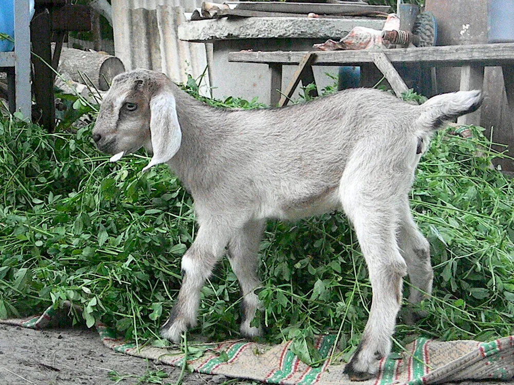 Anglo- Nubian goat