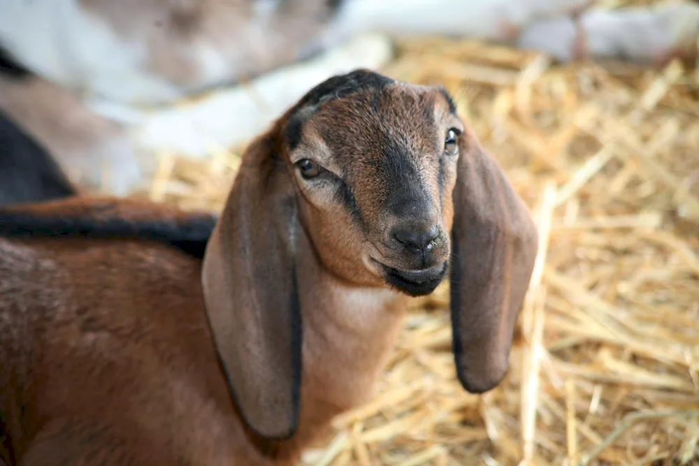 Anglo-Nubian goat