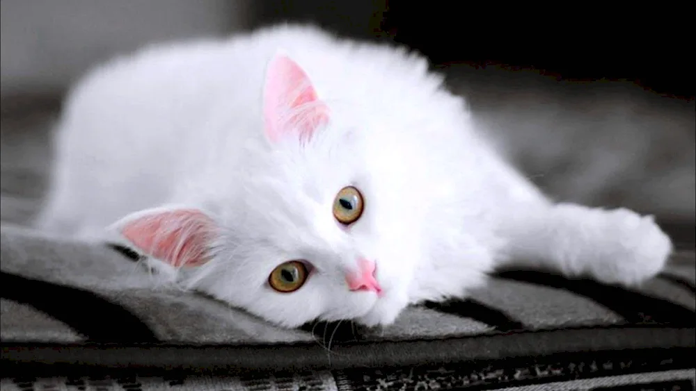 White kitten