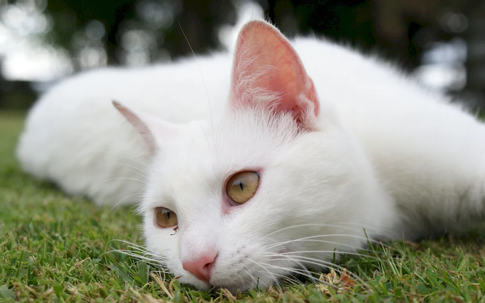 Angora albino cat