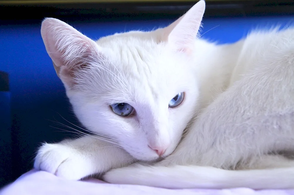 Forin White cat breed