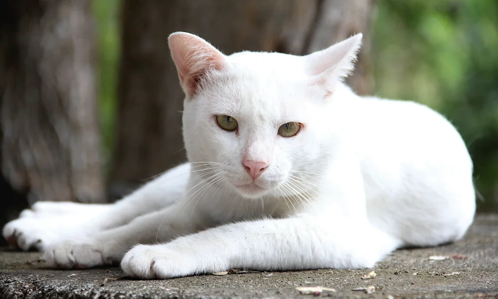 Angora cat albino cat