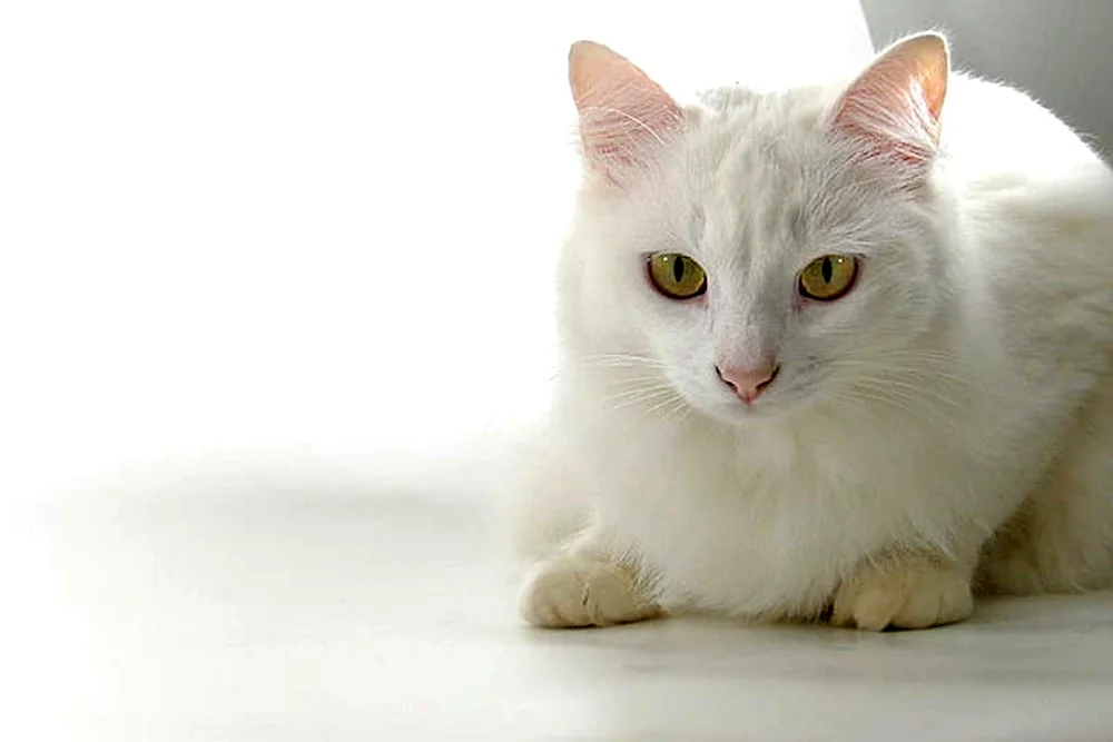 Angora cat short-haired