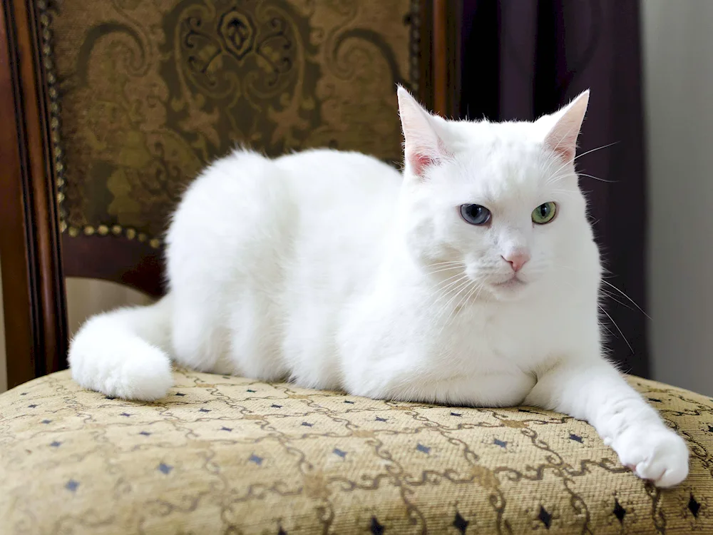 Turkish Angora cat short-haired