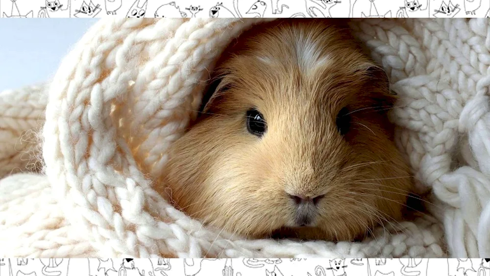 Angora Guinea Pig