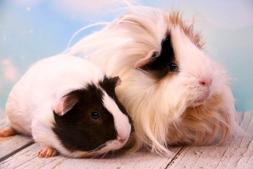 Angora guinea pig