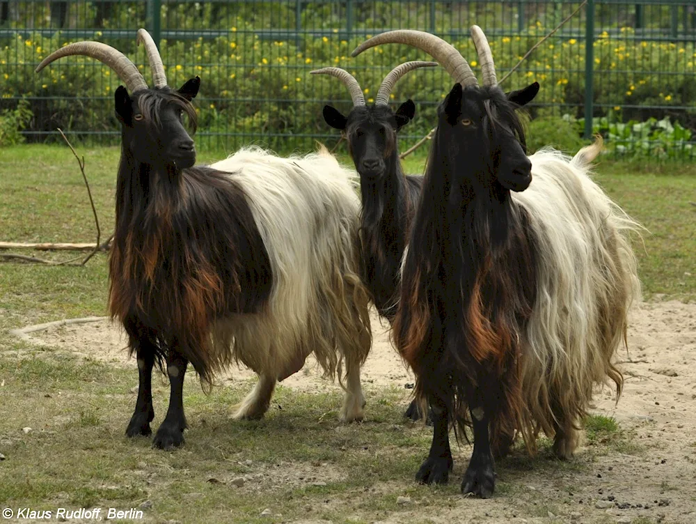 Megrelian goat breed