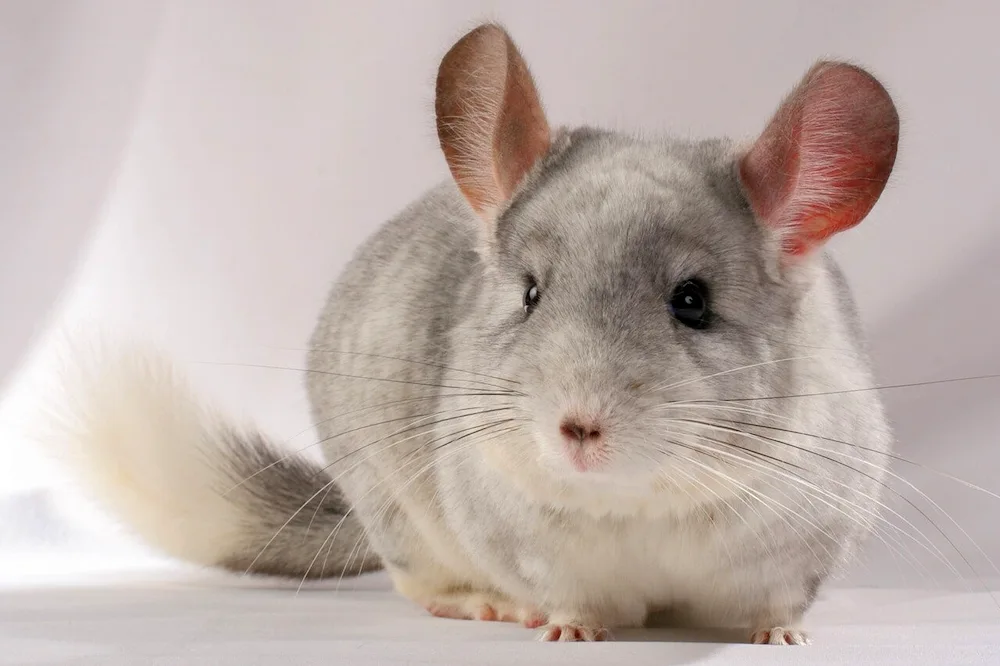 Angora chinchilla