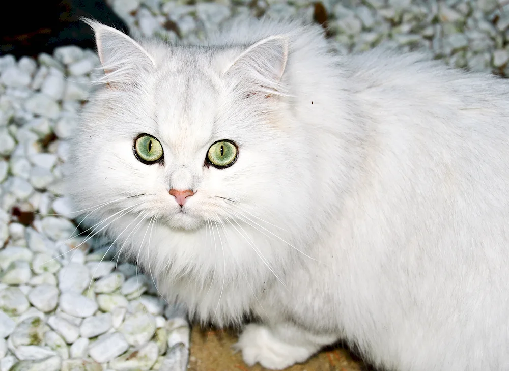 Turkish angora mixed-race cat