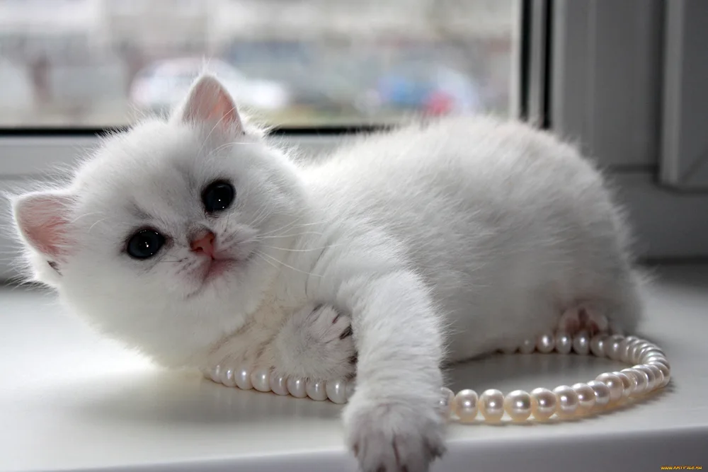 Angora chinchilla cat