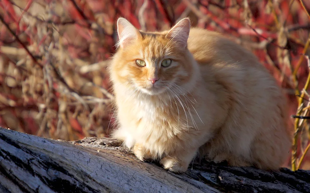 Angora Siberian cat red