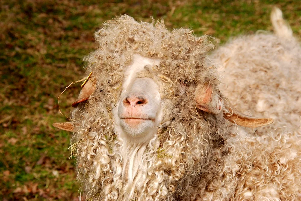 Curly Sheep