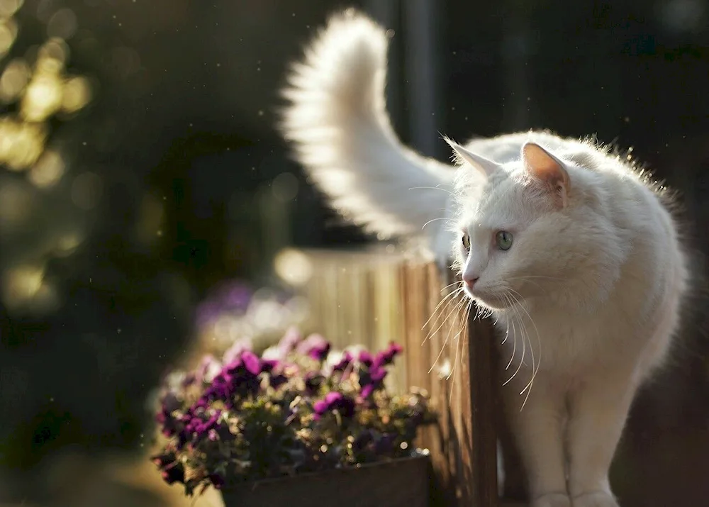 Angora cat