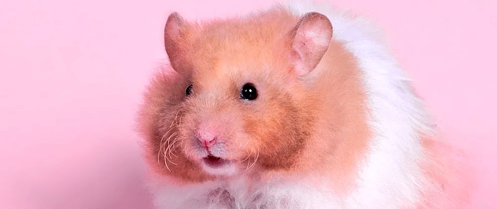 Jungarian hamster black