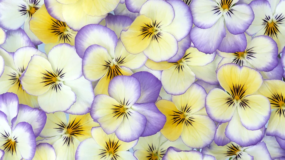 Pansies