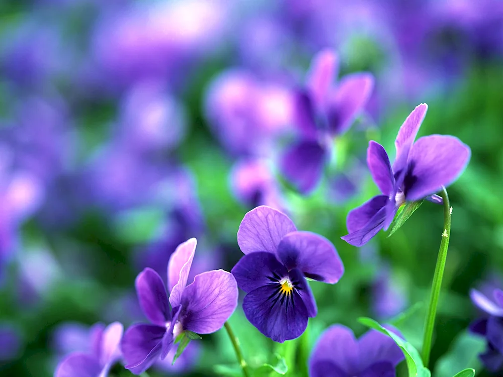 Purple flowers