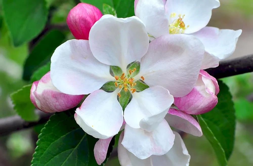 Spring Bride apple tree