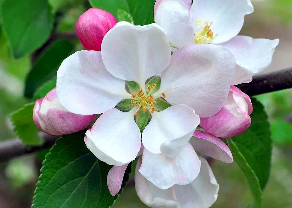 Apple blossom apple tree