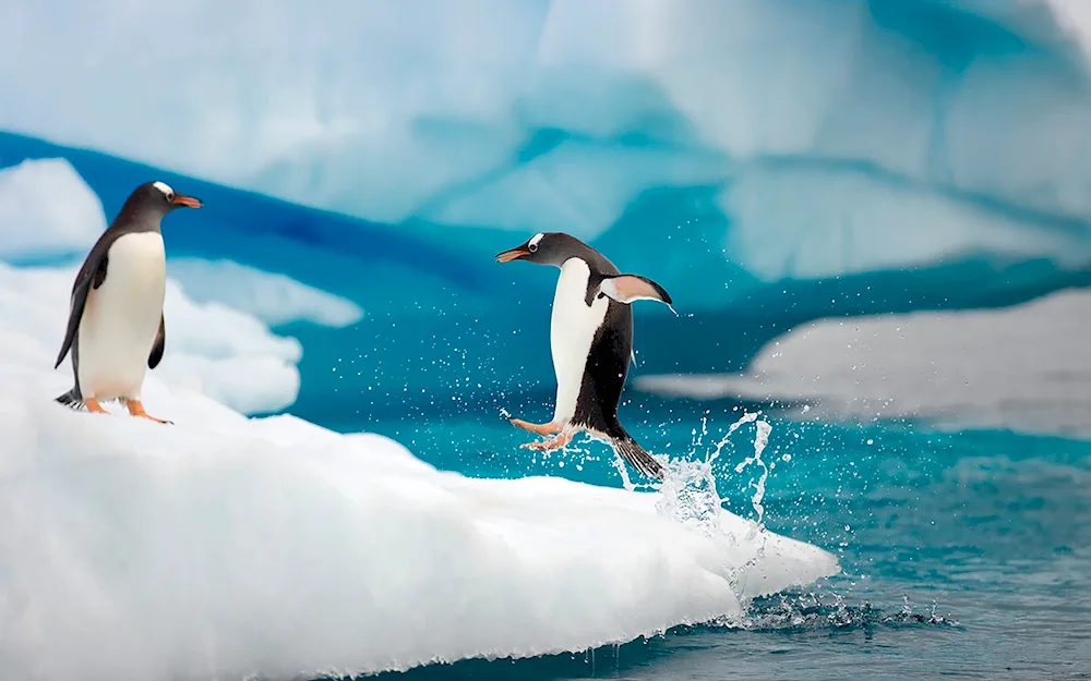 Antarctic Penguin Penguin