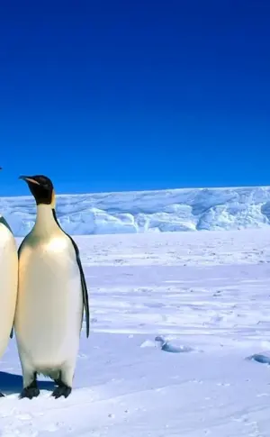 Antarctic Penguin