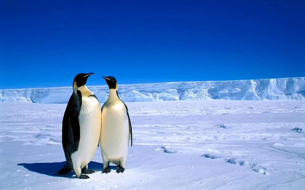 Antarctic Penguin