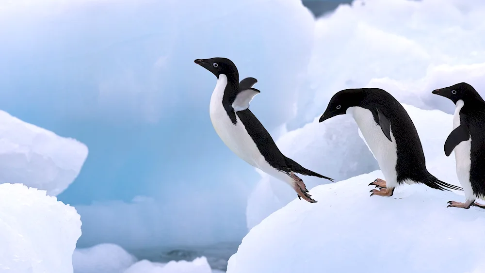 Antarctic Adelie Penguins