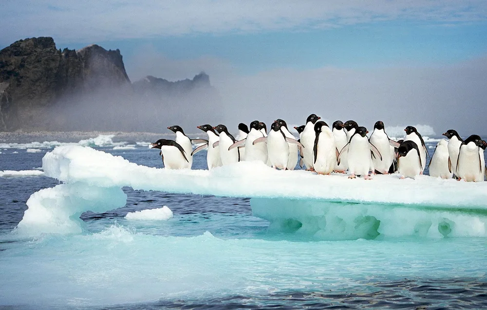 Antarctica penguins Adelie