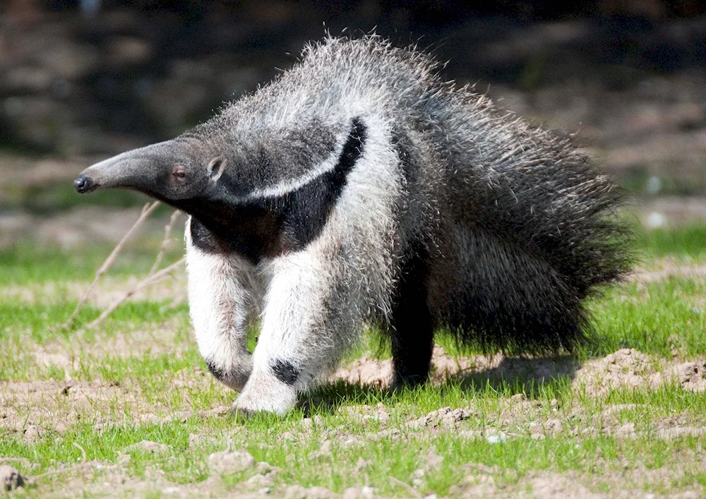 Giant anteater of South America