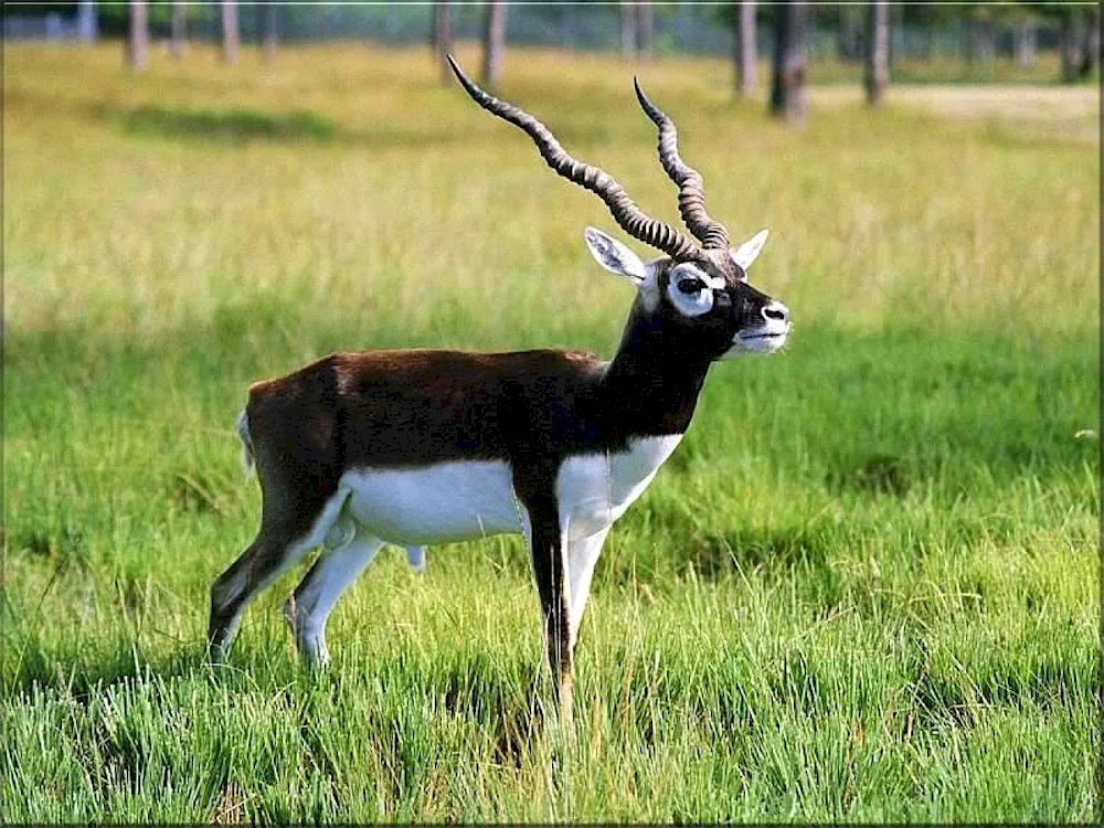 Antilope Blackbuck