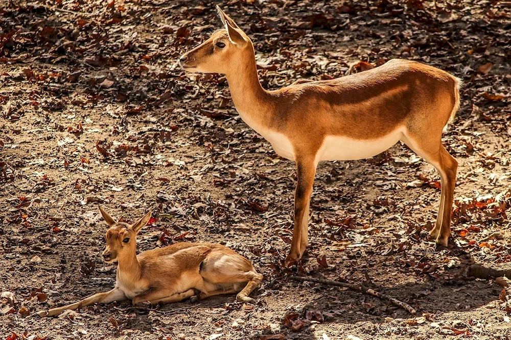 Antelope gazelle