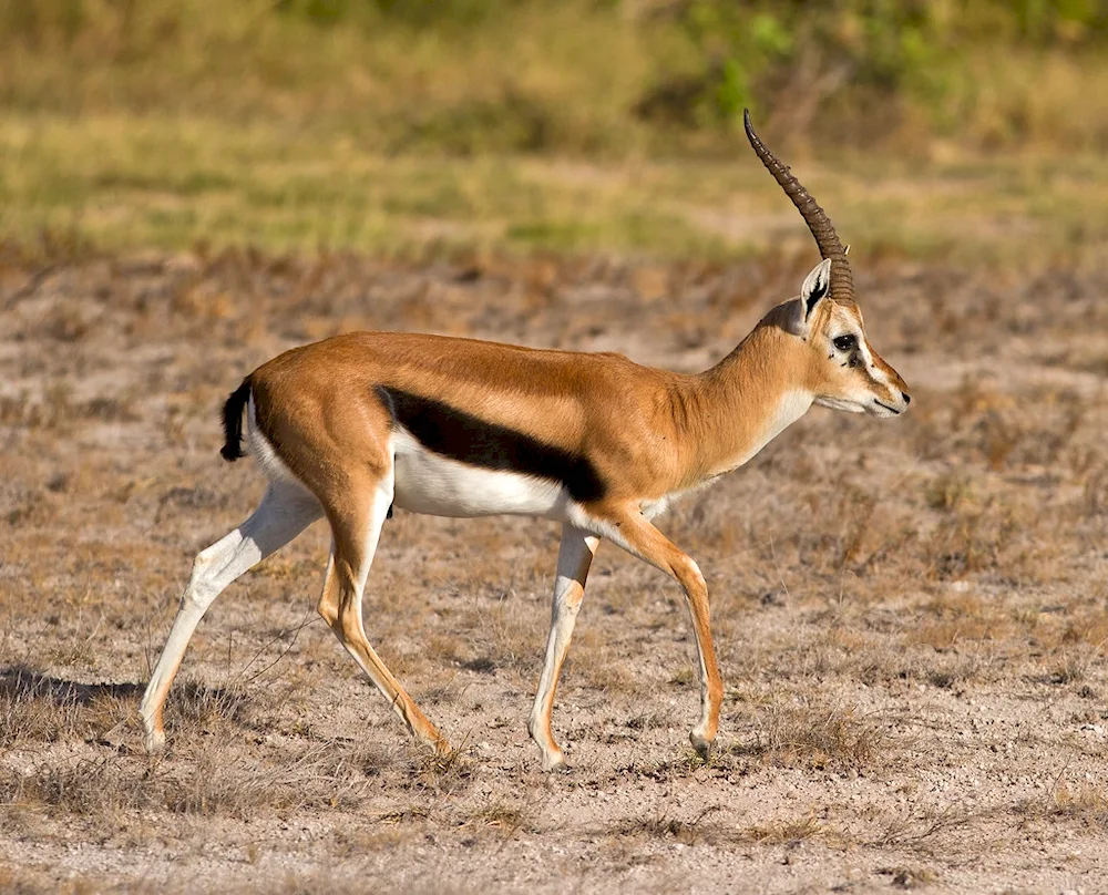 Antelope gazelle