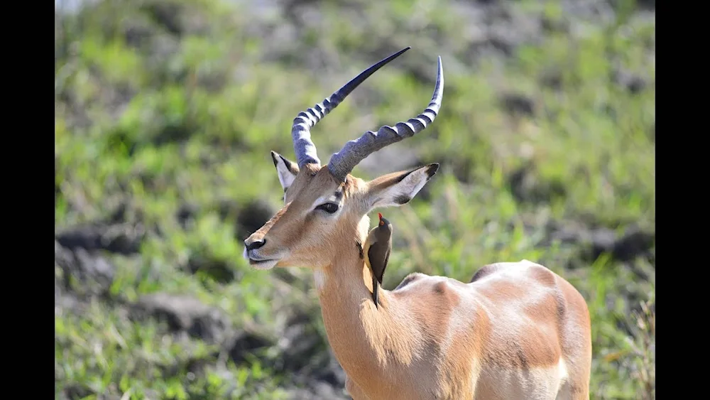 Antelope gazelle