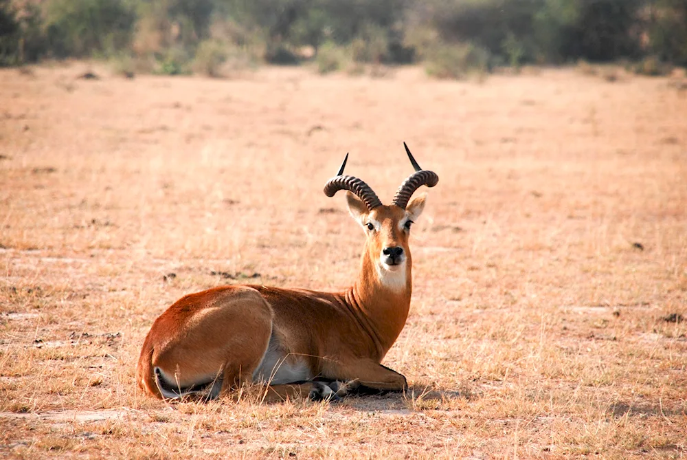 African antelope Impala