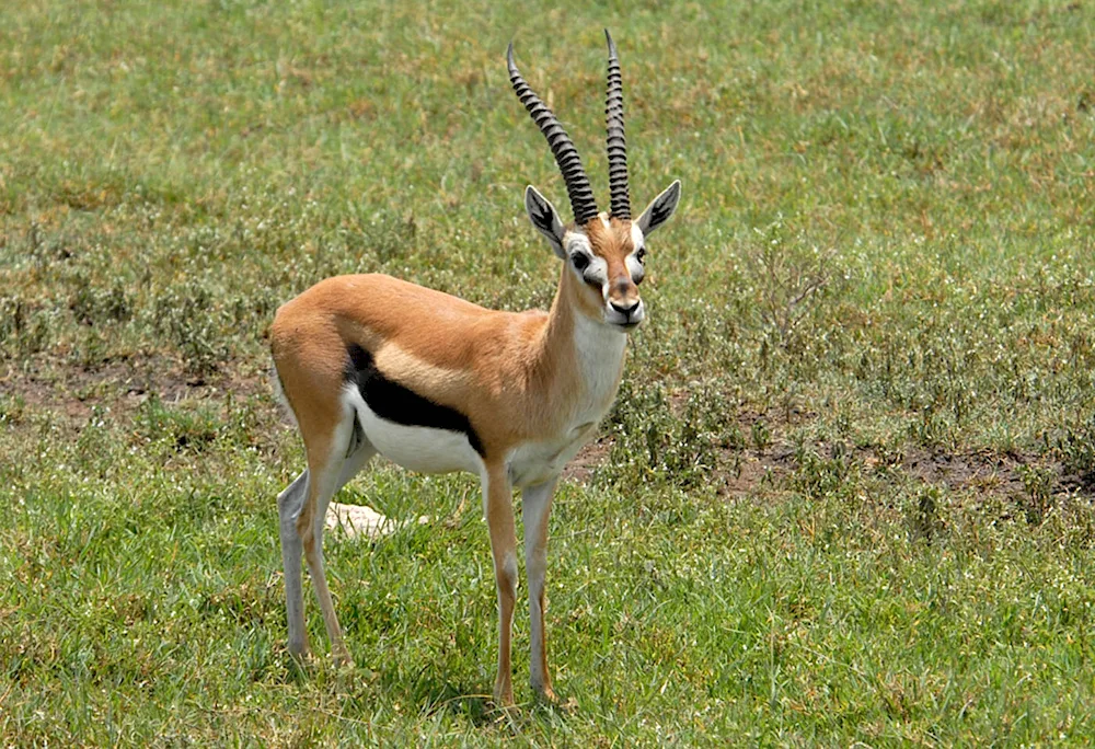 Antilope impala