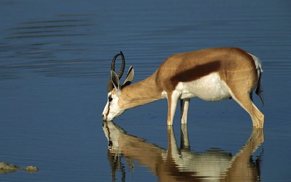 Antelope gazelle