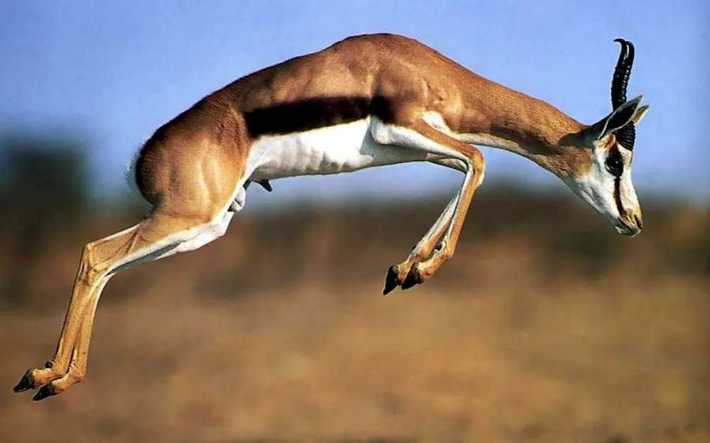 Antelope gazelle. Jeyran