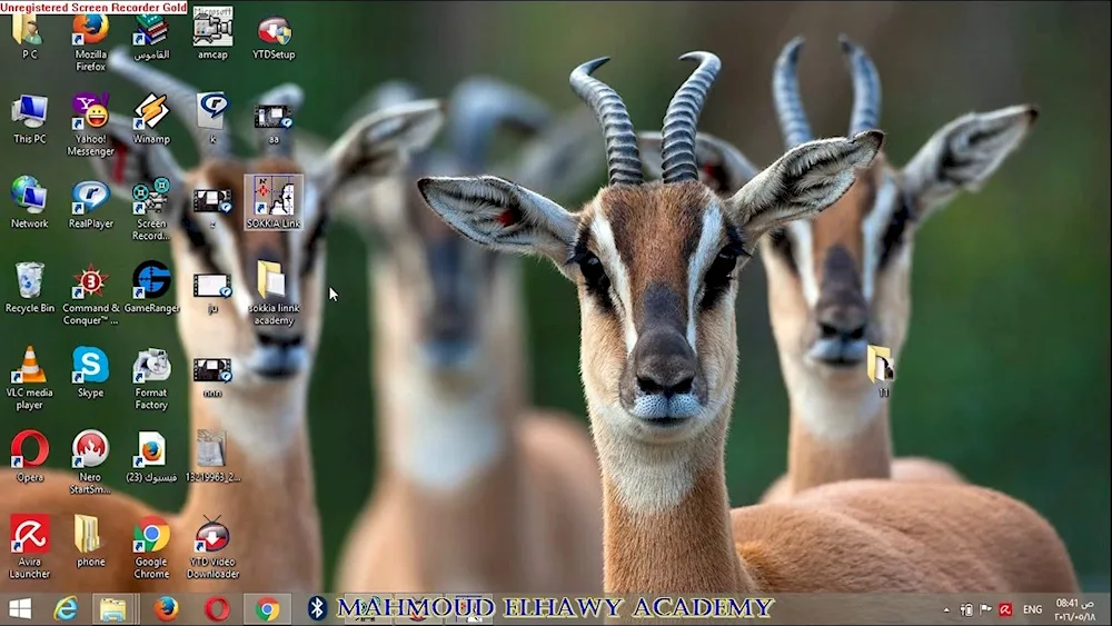 Antilope gerenuk