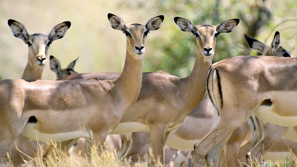 African antelope Impala