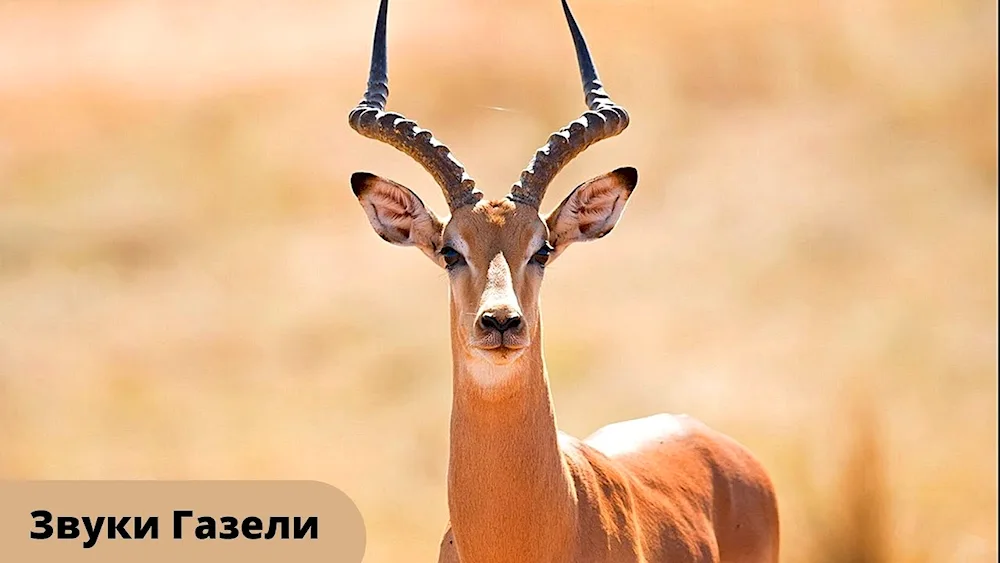 Antelope Impala