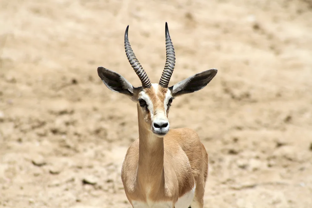 Antilope Giraffe