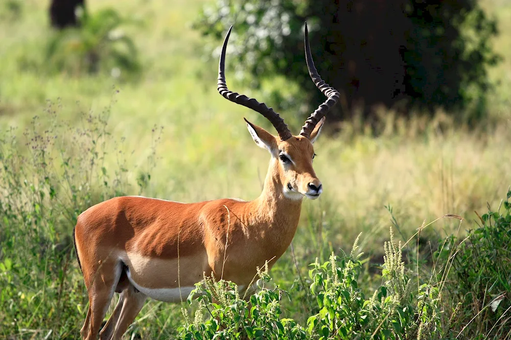 Antelope gazelle