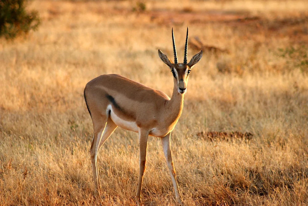 Antelope gazelle