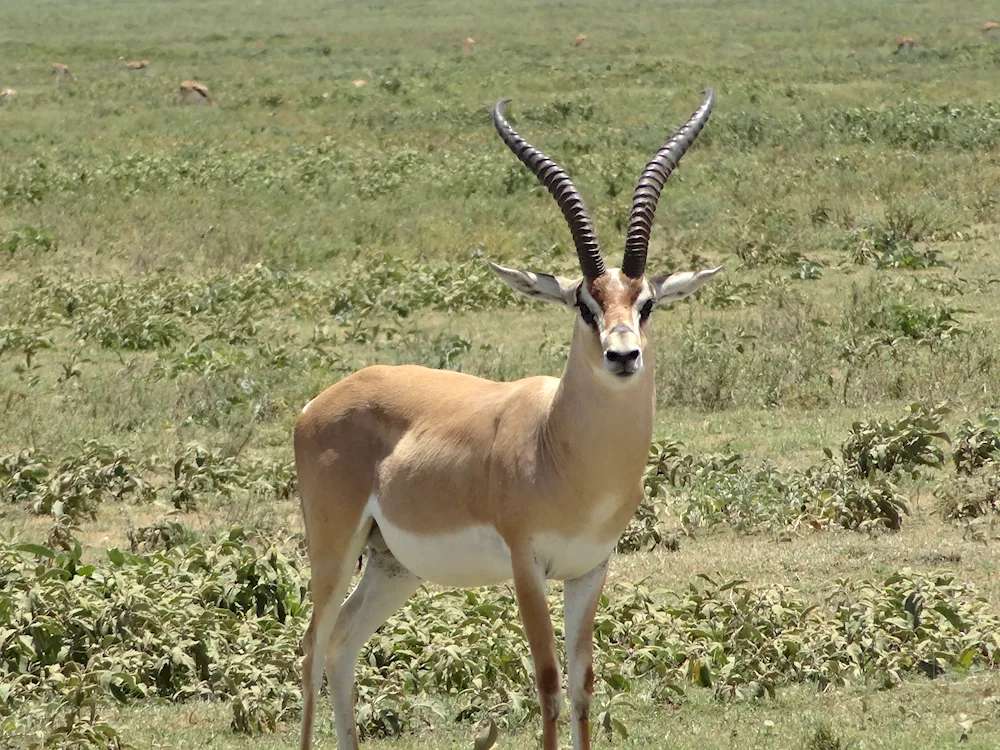 Antelope gazelle