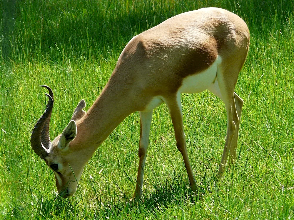 Antelope gazelle