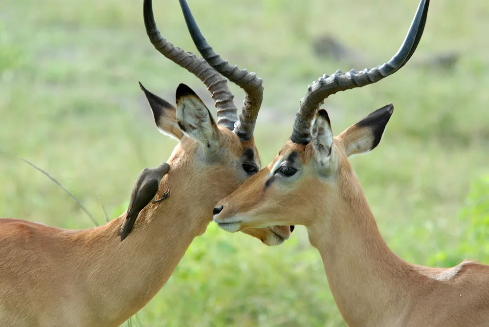 Antelope gazelle