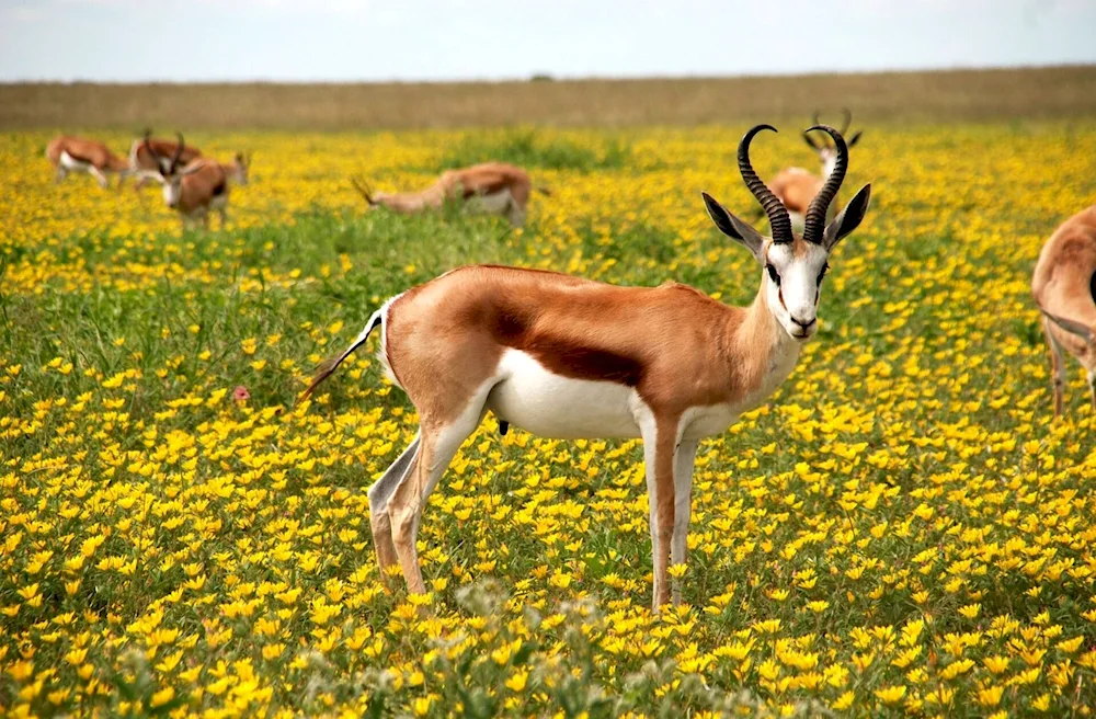 Antelope Jeyran