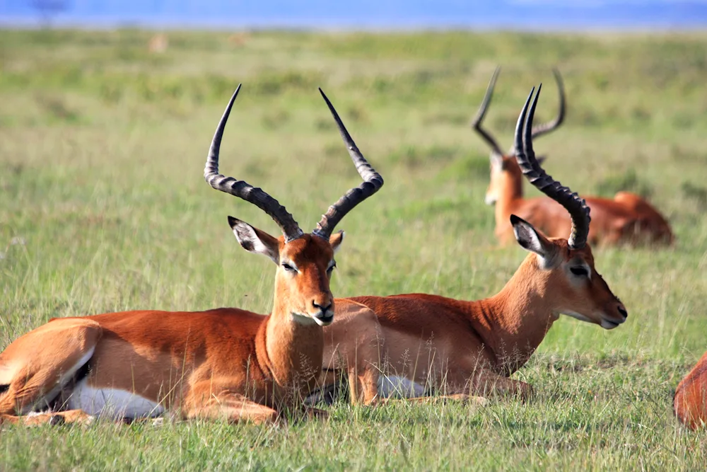 Antelope Springbok Impala