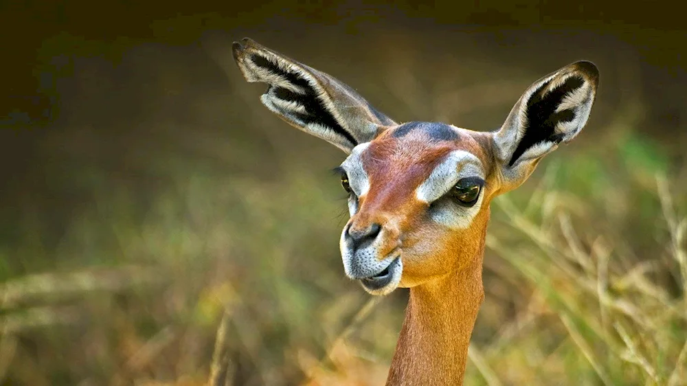 Antelope gerenuk