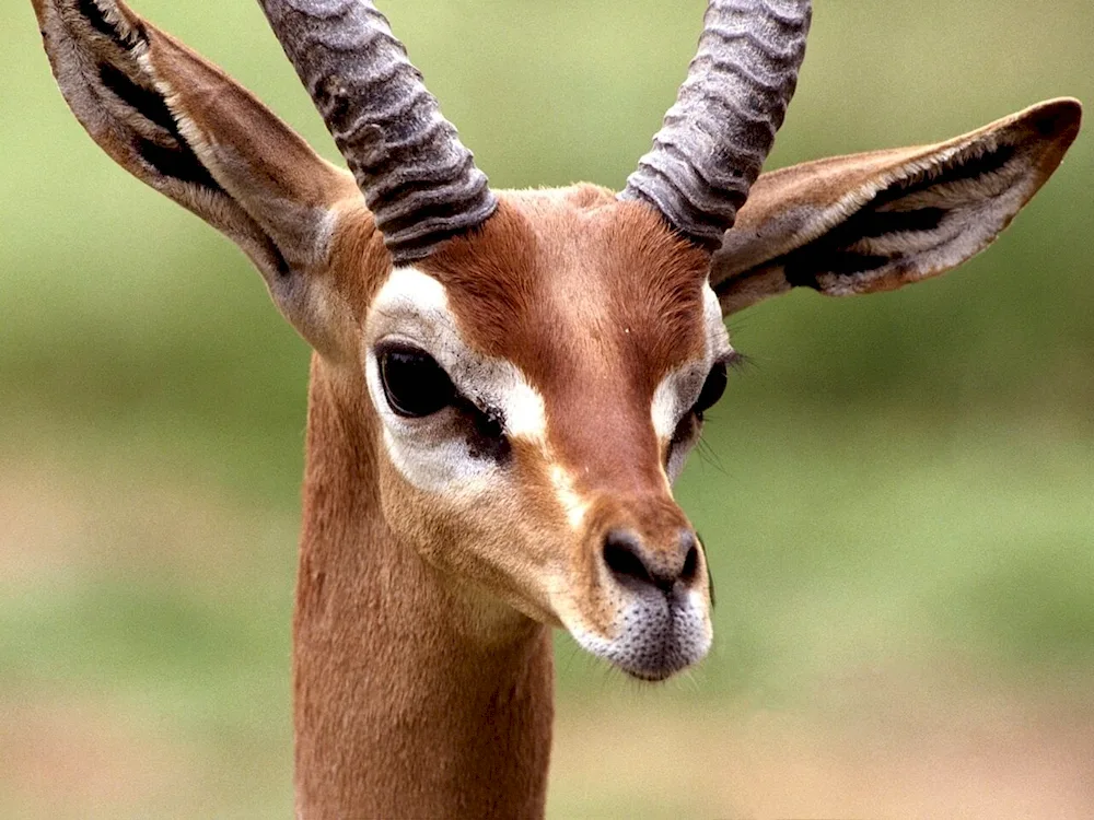 African antelope Impala