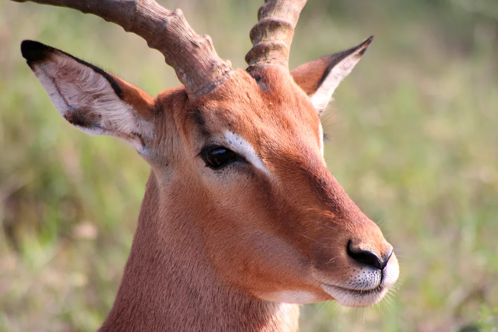 Antelope impala